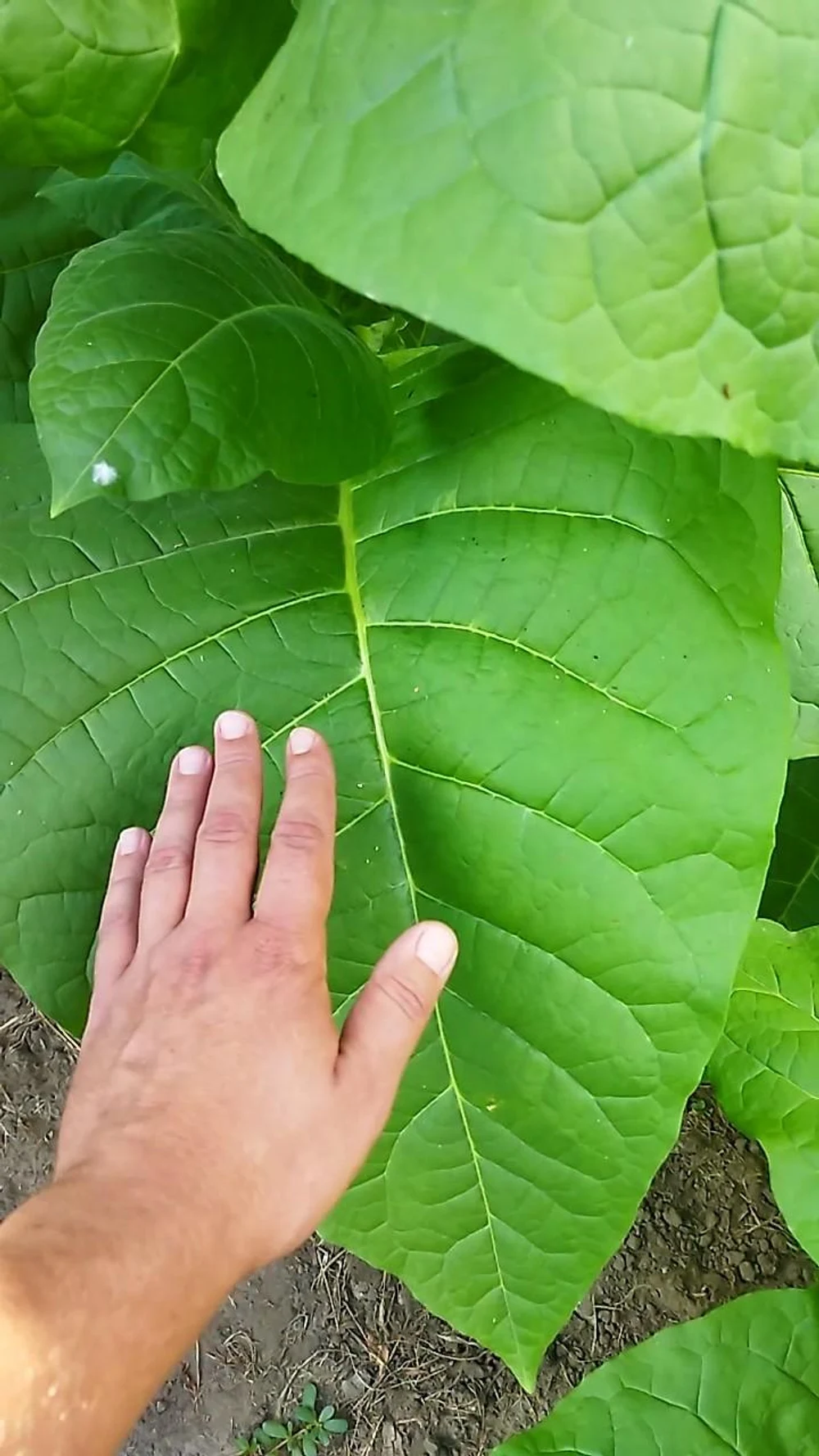Натуральный фермерский табак из Ставрополья.